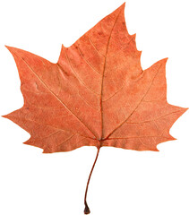 Closeup of isolated autumn leaf.
