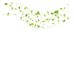 Leaves Green Falling Flying Foliage Leaf Tea Mint