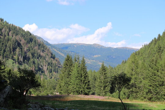 Bosco soleggiato in Valtellina