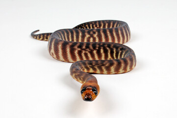 Woma Python (Aspidites ramsayi) - Juvenile / Jungtier