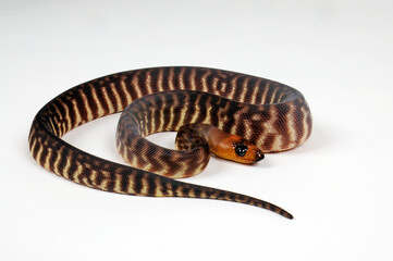 Woma Python (Aspidites ramsayi) - Juvenile / Jungtier