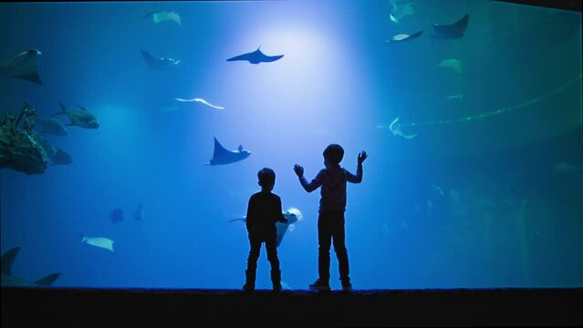 oceanarium, joyful boys enjoy watching life of a flock of exotic fish in large aquarium