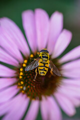Beneficial insects, pollination of pink flowers in nature. A close-up of a bee on a flower. Collecting pollen from a flower