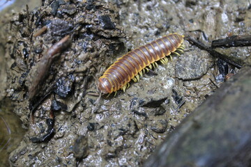 close up of a centipede