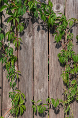 Natural frame made of wooden fence and green foliage.