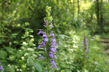 Purple flower in the woods