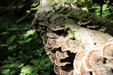 Turkey Tail cluster up-close