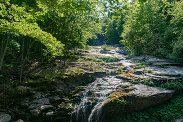 Obraz premium river in the forest