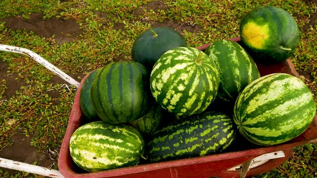 Lots of ripe large striped watermelons on a wheelbarrow in the bed. View from above. Cultivation of environmentally friendly fruits and berries, melons. Juicy sweet dessert