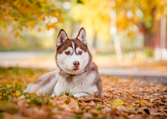 Beautiful bicolor dog lies in the autumn park