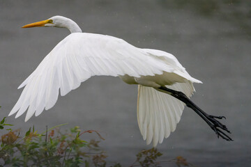 Egret flying during a rainy day.