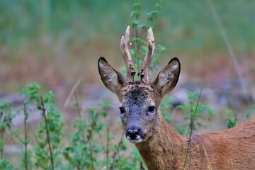 Monsieur Chevreuil cache toi, La chasse va bientôt  commencer