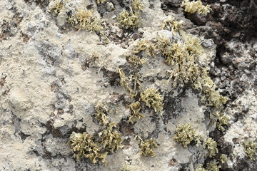 Detail of the lichens covering the volcanic rocks in Lanzarote