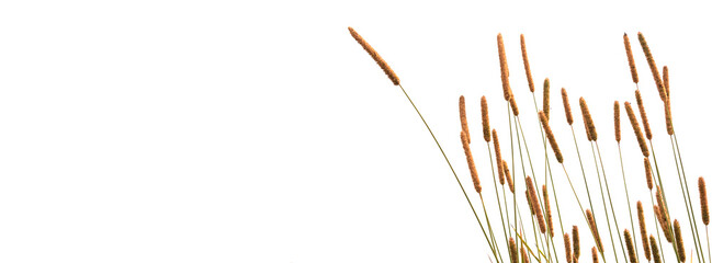 Meadow long plant on a thin stem on a white isolated background.