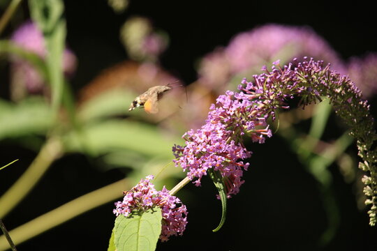Sfinge colibr&igrave; in volo su albero delle farfalle