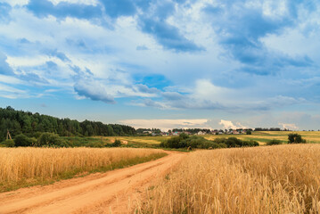 A rural road running along a ripe grain field of wheat, rye.