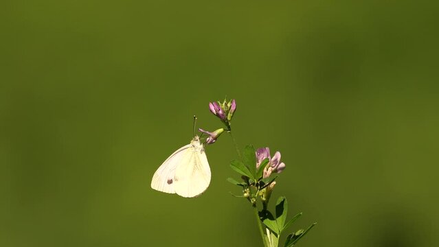 A Green-veined White (Pieris napi) foraging on a purple flower