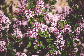 Close-up of pink flowers