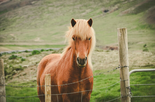 Portrait of horse standing on filed