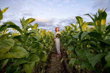 Woman as a farm worker manually gathers tobacco leaves on plantation in the field early in the...