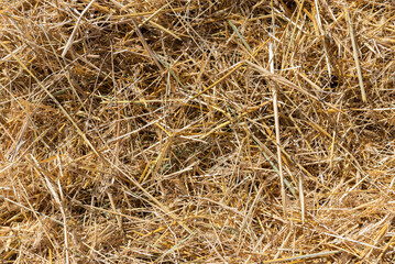 Background texture of dry straw stalks.