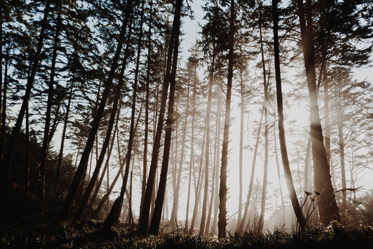 Fototapeta Low angle view of trees growing on field during foggy weather