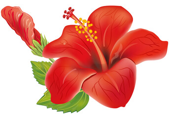 Red Hibiscus flower - obrazy, fototapety, plakaty