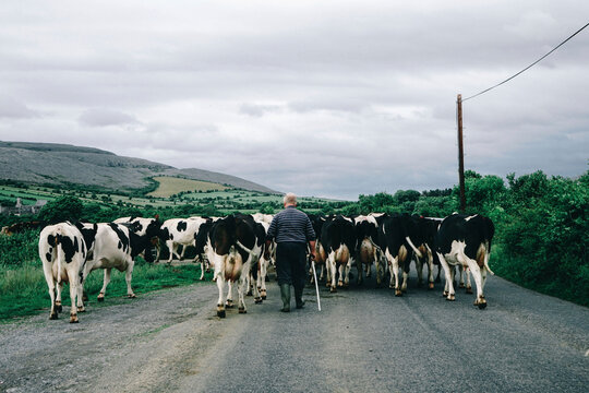 Rear view of farmer with cows walking on road against cloudy sky