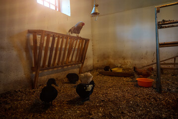 Poultry house with chickens in the village. © M-Production