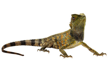 Forest dragon lizard - Powered by Adobe