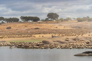 Large flock of sheep drinking in a swamp