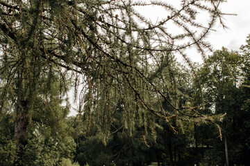 branches of spruce in the forest on a cloudy morning, selective focus