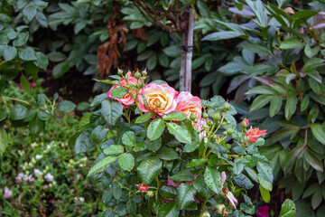 rose bush with dew drops on the leaves, selective focus