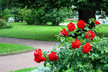 a bush with red roses in a walking park, a selective focus