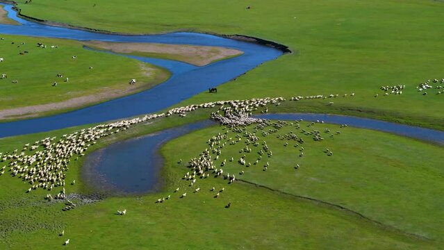 Aerial view of a herd of sheep on the grassland