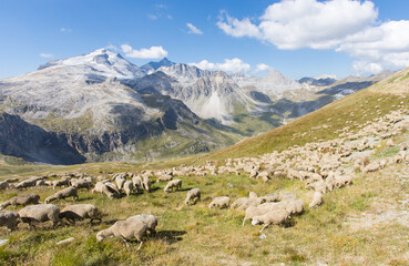 troupeau de moutons en montagne à tignes en été devant la Grande Motte dans le massif de la Vanoise en Haute Tarentaise en Savoie