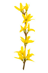 Isolated early spring blooming Forsythia. PNG file with transparent background.