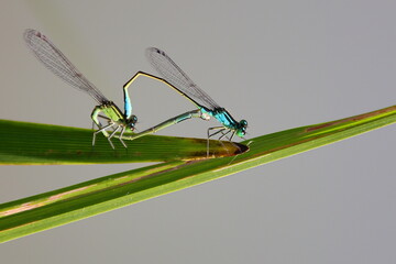 Dragonfly on a green leaf