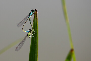 Dragonfly on a green leaf