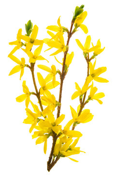 Isolated branch of blooming forsythia flowers. PNG file with transparent background.