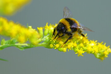Bee on yellow flower