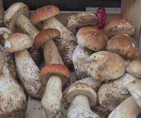 Very fresh porcini mushrooms, Boletus edulis, just picked in the woods