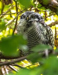 Perching Northern Hawk Owl (Surnia ulula)