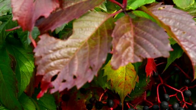 Colorful Boston Ivy on a Wall. Red, green and orange leaves of a Japanese Creeper or parthenocissus tricuspidata veitchii in autumn framing. Close up