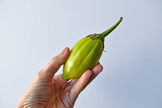 Green scarlet eggplant on hand in a bright background 