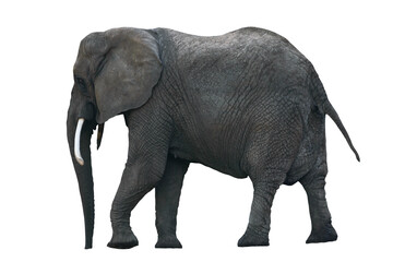 Side view of isolated African Elephant. PNG file with transparent background. - Powered by Adobe