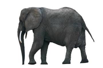 Side view of isolated African Elephant. PNG file with transparent background.