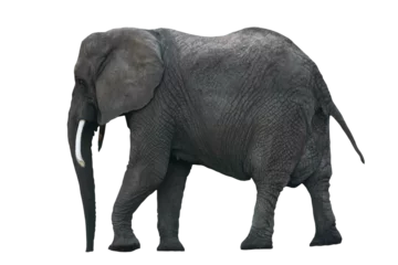 Zelfklevend Fotobehang Zijaanzicht van geïsoleerde Afrikaanse olifant. PNG-bestand met transparante achtergrond. © WDnet Studio