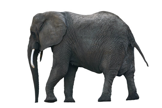 Side view of isolated African Elephant. PNG file with transparent background.