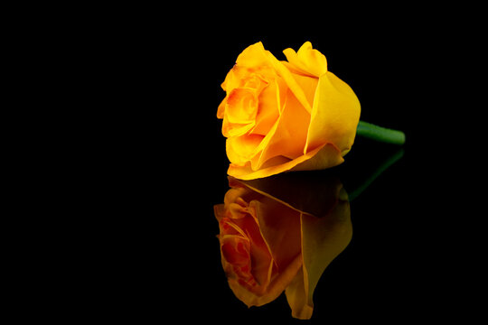 Bud of a yellow rose on a black background with reflection.